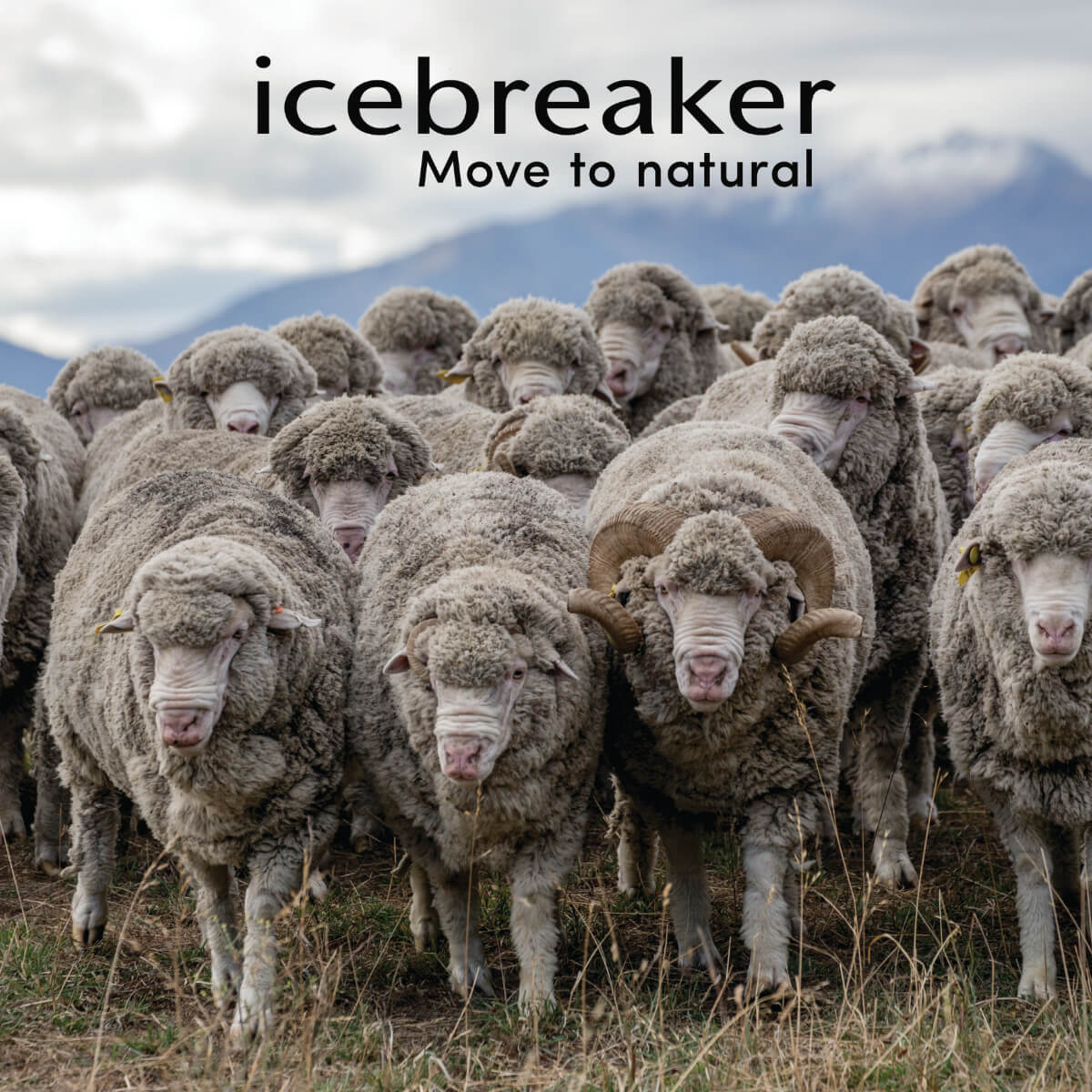 Icebreaker merino wool from sheep to shirt